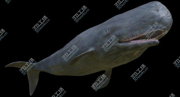 images/goods_img/20210312/Sperm Whale Male Rigged/5.jpg